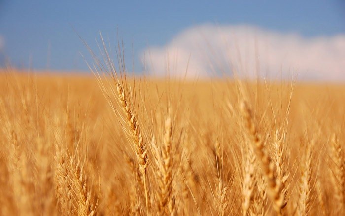  رکورد خرید گندم کشاورزان در ورامین شکسته شد