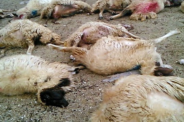  ۱۱۰ راس گوسفند در ورامین به طرز مشکوکی تلف شدند