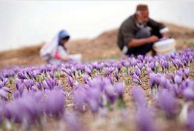 پنج هکتار از اراضی شهرستان ورامین زیر کشت زعفران است پنج هکتار از اراضی شهرستان ورامین زیر کشت زعفران است