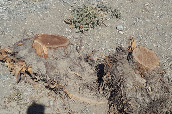  قطع کنندگان درخت در ورامین به مراجع قضایی معرفی شدند