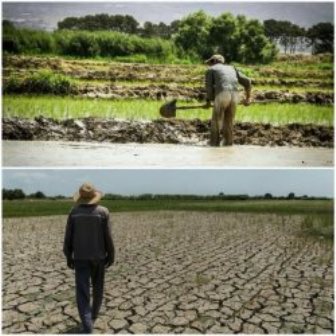  از کاشت برنج در ری تا خشکسالی در ورامین