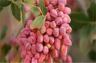  آغاز برداشت پسته از باغ‌های ورامین