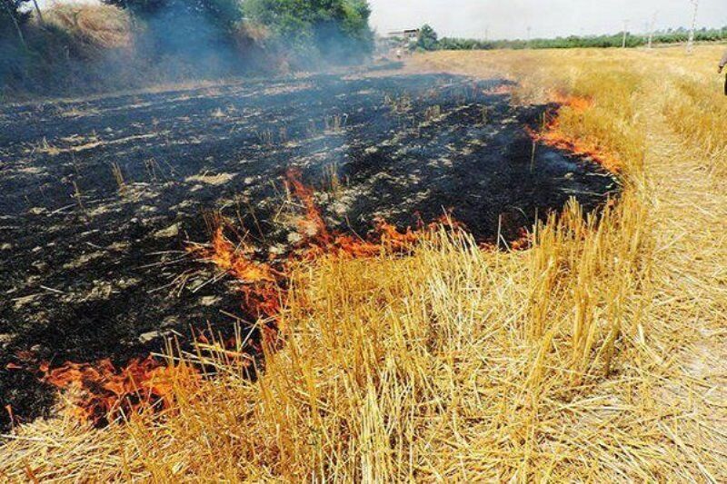  هشدار آتش‌نشانی نسبت به وقوع آتش‌سوزی در مزارع غلات ورامین