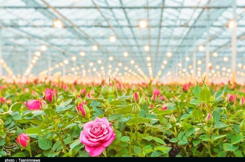 مشکل گازرسانی به شهرک گلخانه‌ای حصارگلی برطرف می‌شود