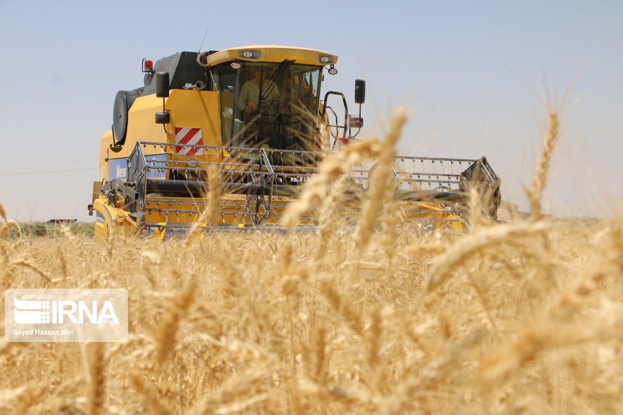 کرونا پای کمباین‌داران را از دشت ورامین برید